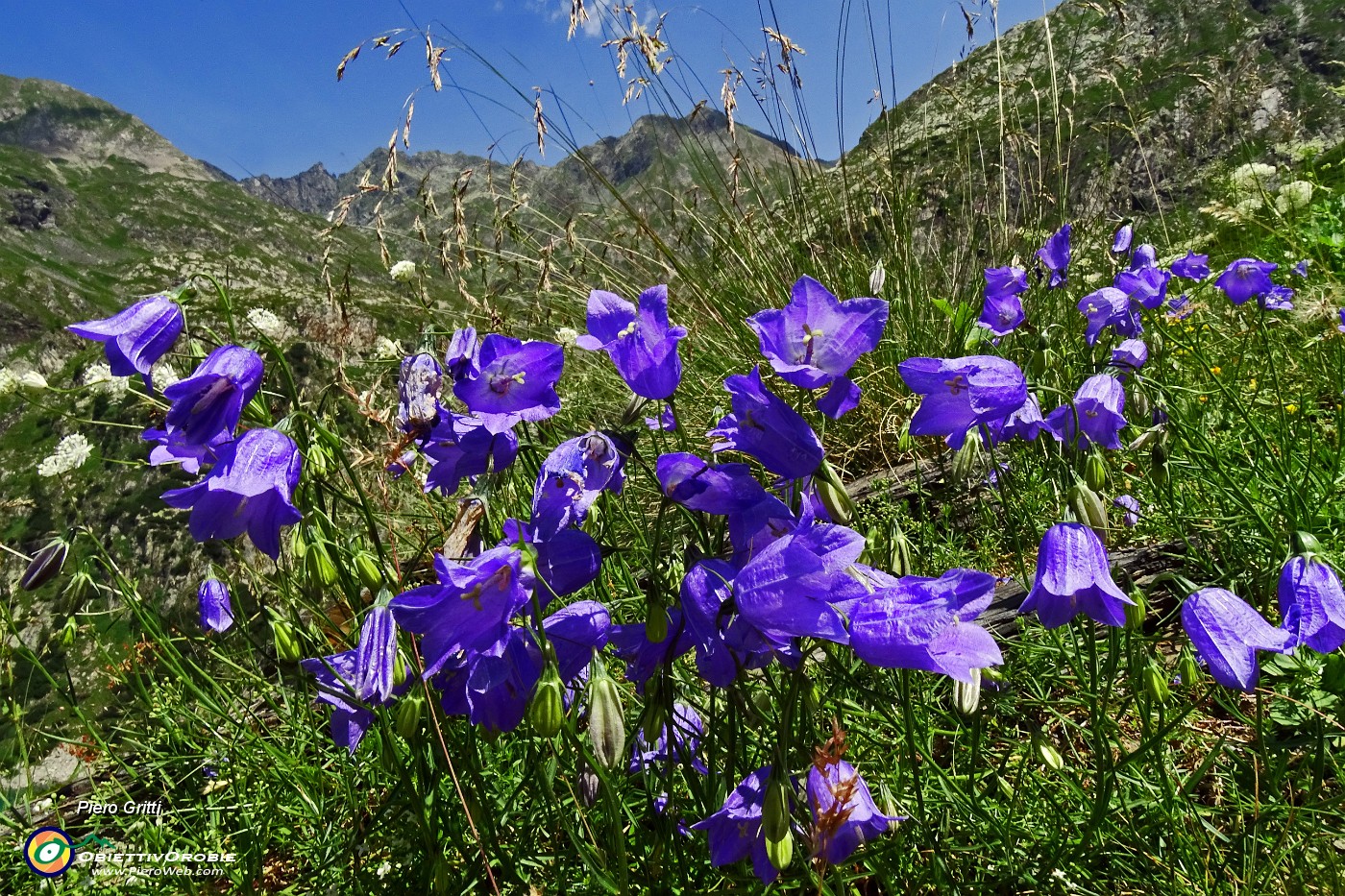 36 Campanule.JPG -                                